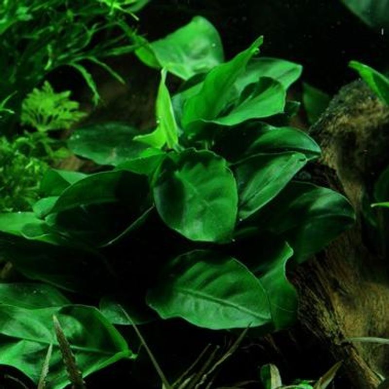Anubias barteri  var. nana Akvarieplante