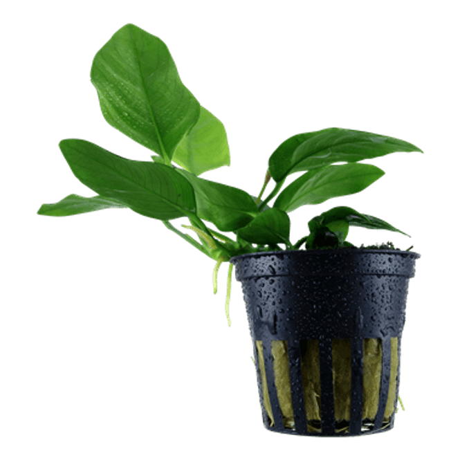 Hovedbilde Anubias barteri  var. nana Akvarieplante