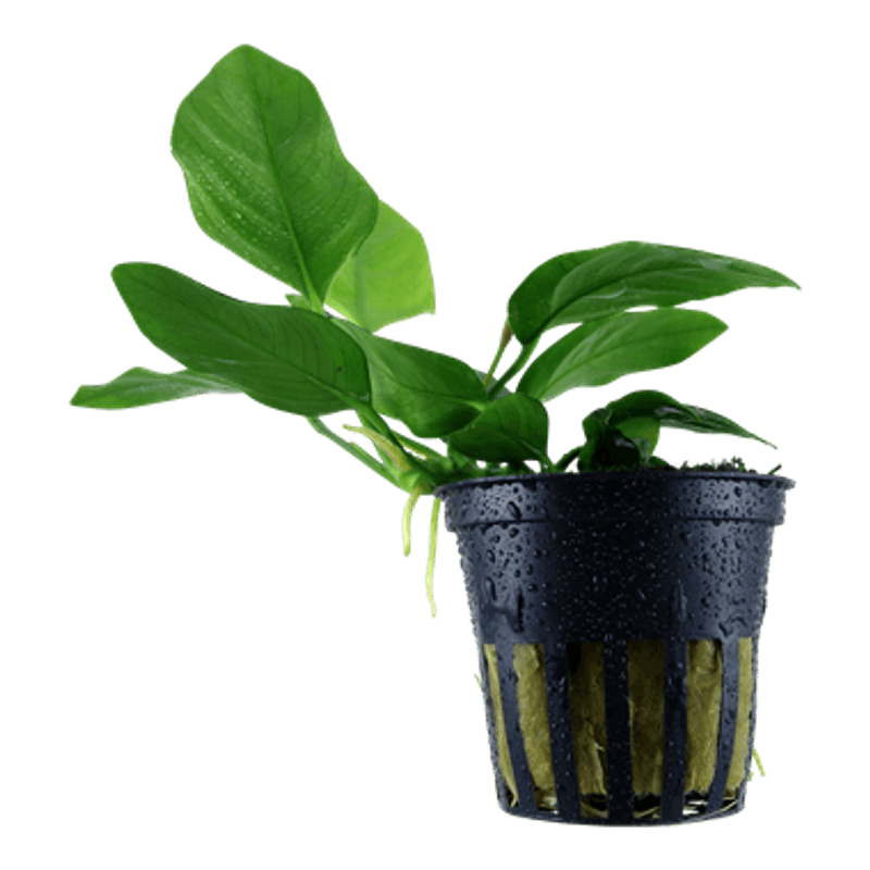 Anubias barteri  var. nana Akvarieplante