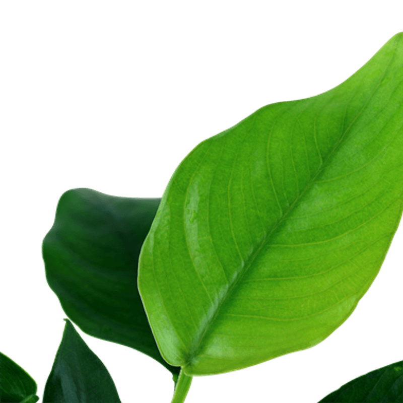 Anubias barteri  var. nana Akvarieplante