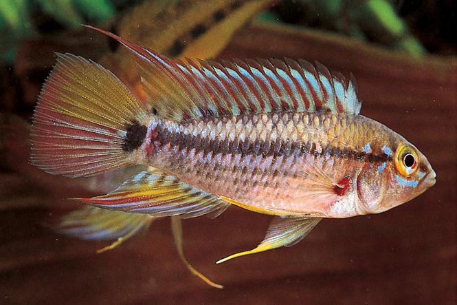 Hovedbilde Apistogramma Cruzi  3-4cm