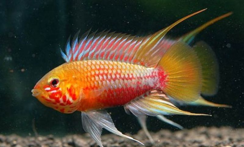 Apistogramma  Hongsloi XL