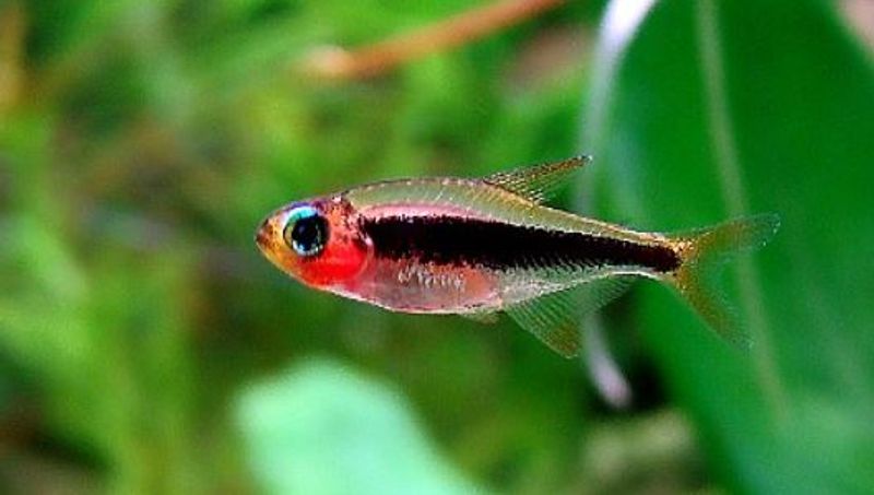 Tucanoichthys tucano 