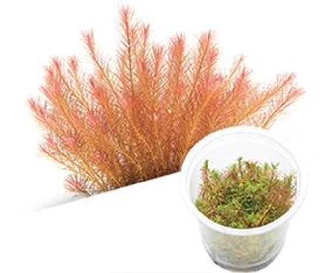 Hovedbilde Rotala sp. ``Vietnam`` epaqvitro