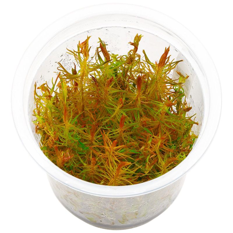 Rotala sp. ``Vietnam`` epaqvitro