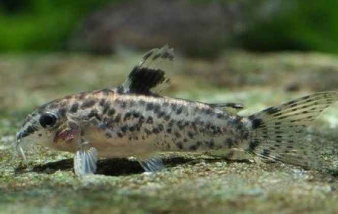 Hovedbilde Corydoras  pauciradiatus 