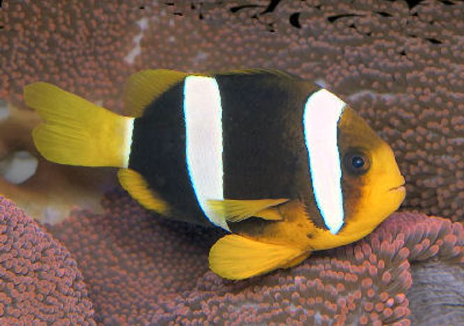Hovedbilde clownfish Amphiprion  clarkii par 