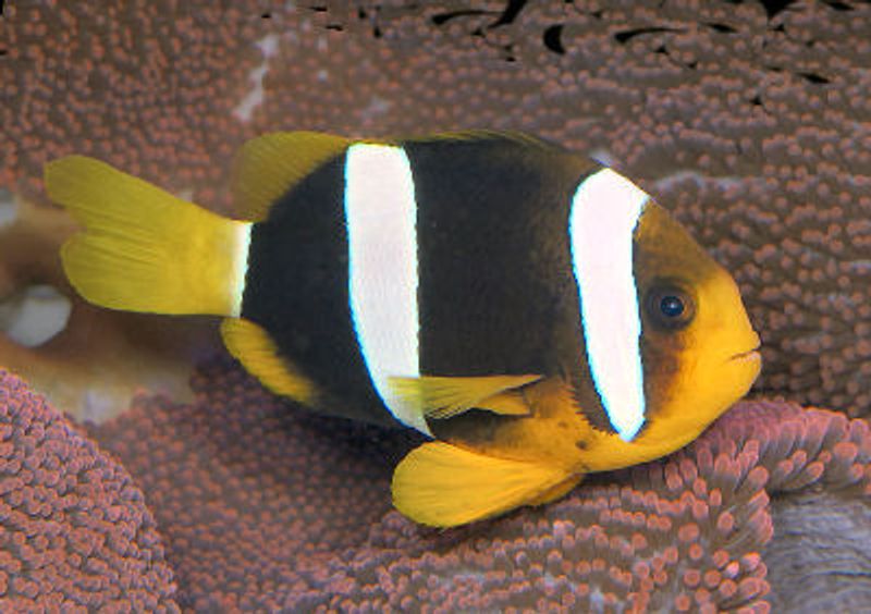 clownfish Amphiprion  clarkii par 