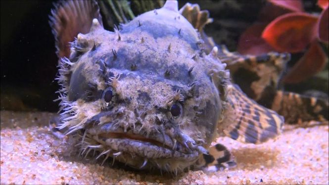 Hovedbilde Freshwater Lionfish (Batrachomoeus trispinosus) 10-12cm