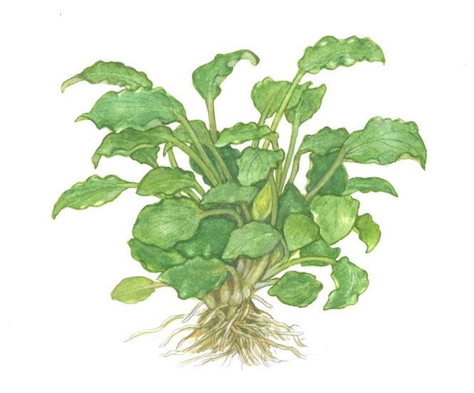 Hovedbilde Schismatoglottis prietoi 1-2 Grow