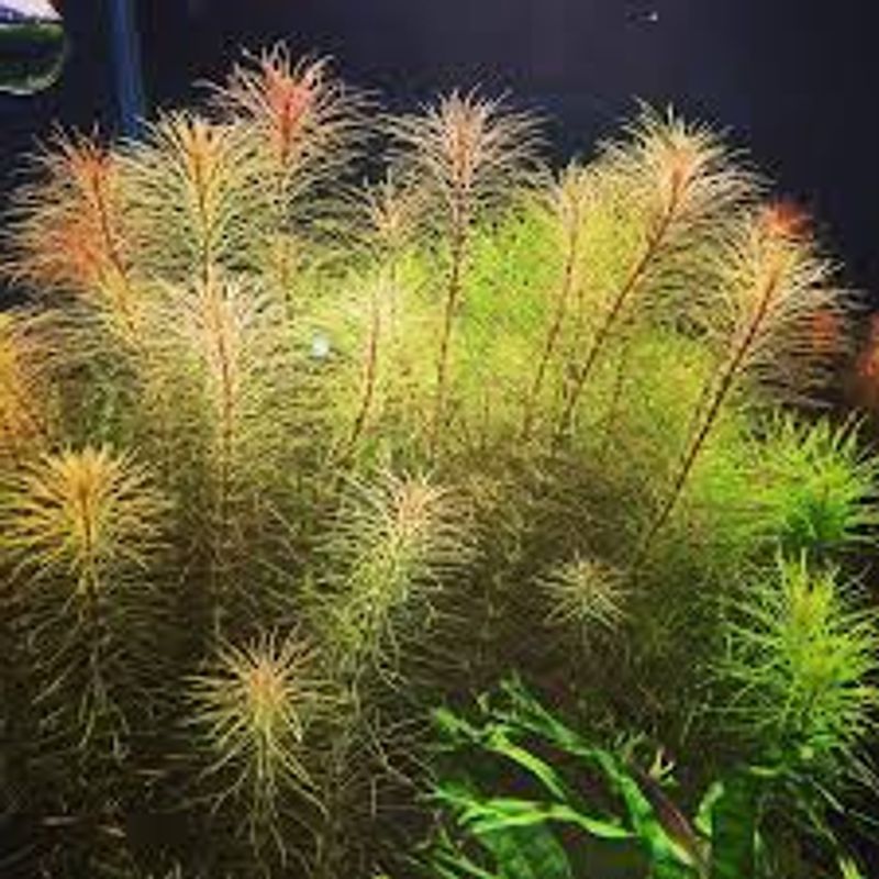 Rotala sp Vietnam 