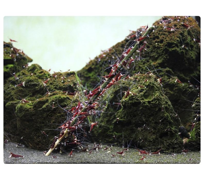 GlasGarten Shrimp Lollies 4 in 1 Power Algae 8 pcs.