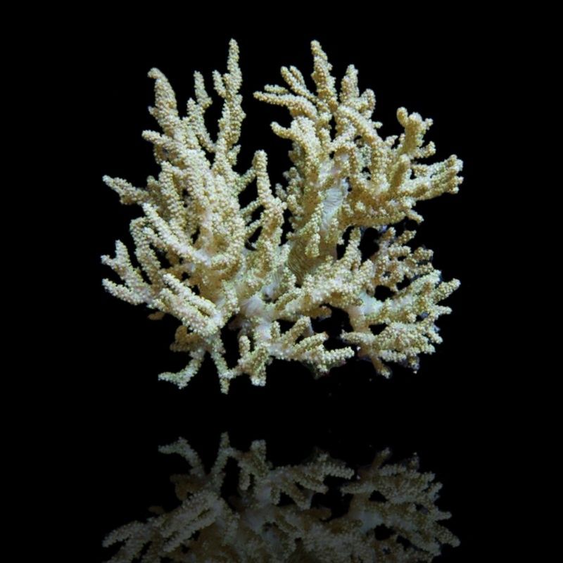 Sinularia flexibilis