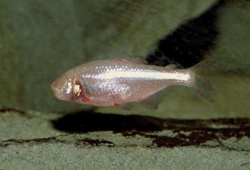 Astyanax mexicanus / Blind Hule Tetra 