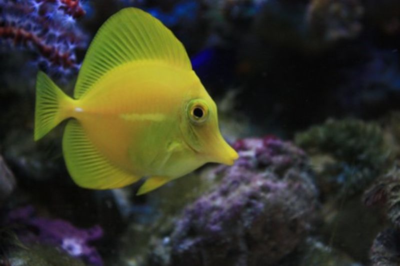 Gul Kirug Zebrasoma flavescens medium/large (tank breed)