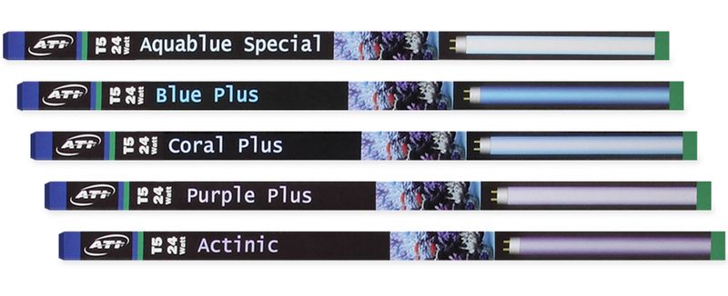 Purple Plus (24