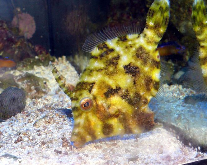 Hovedbilde Filefish Acreichthys tomentosus