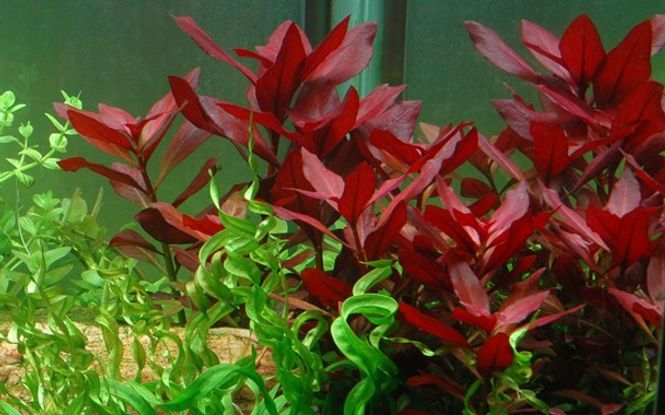 Hovedbilde Ludwigia repens 