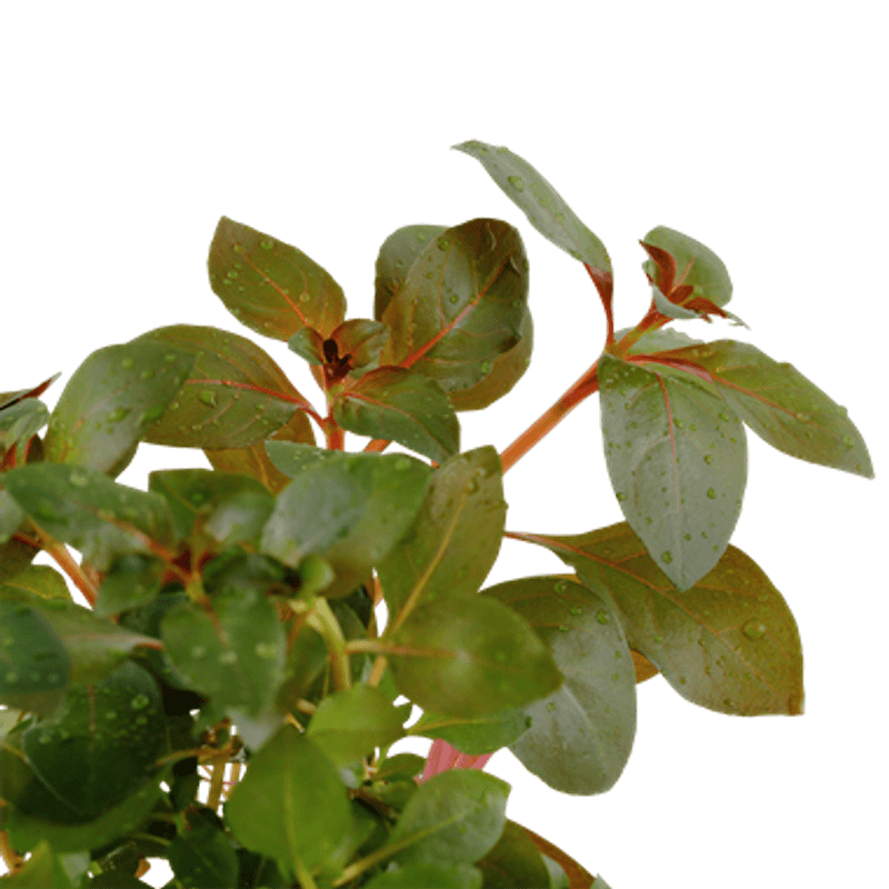Ludwigia repens 