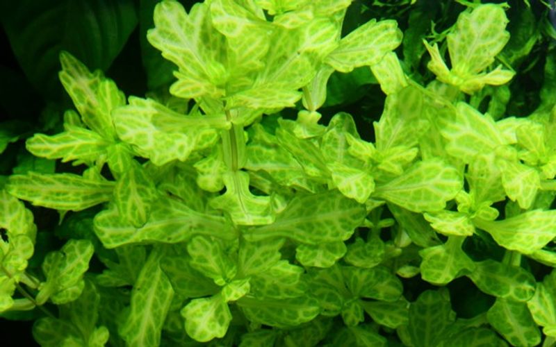 Shinnersia rivularis 
