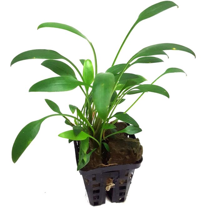 Hovedbilde cryptocoryne nevillii