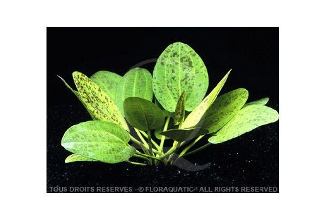 Hovedbilde Echinodorus Schlueteri Leopard