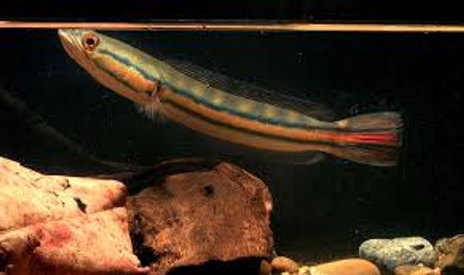 Hovedbilde Channa Micropeltes 20-25cm