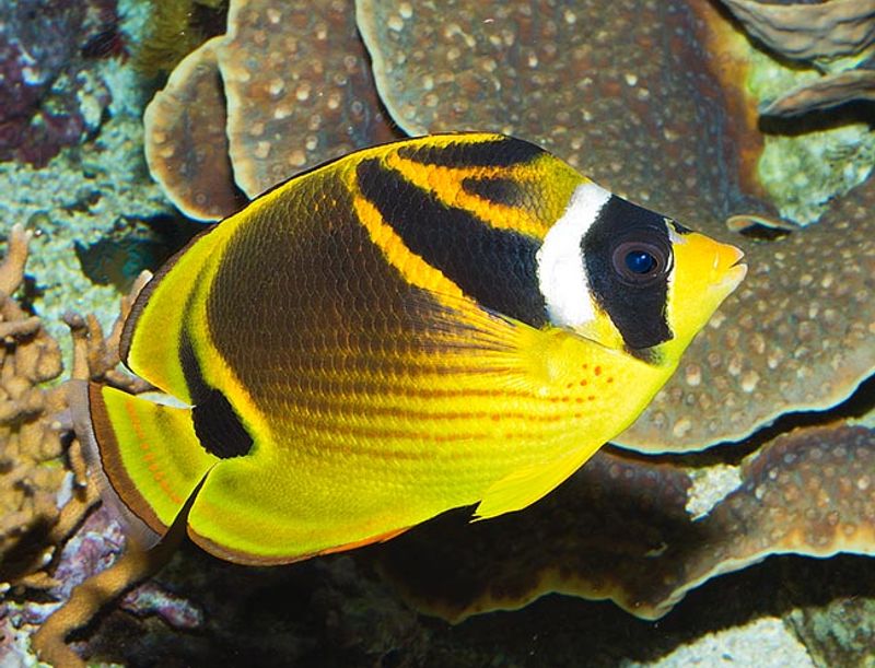 Raccoon Butterfly / Chaetodon lunula