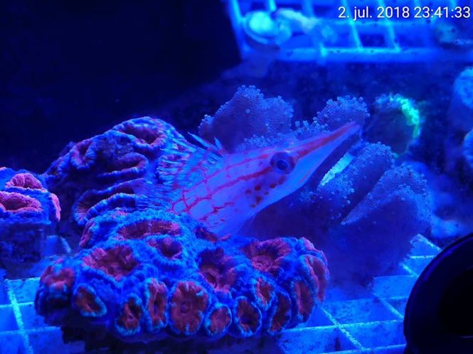 Hovedbilde Longnose Hawkfish /Oxycirrhites typus