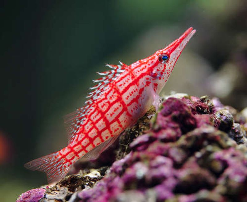 Longnose Hawkfish /Oxycirrhites typus