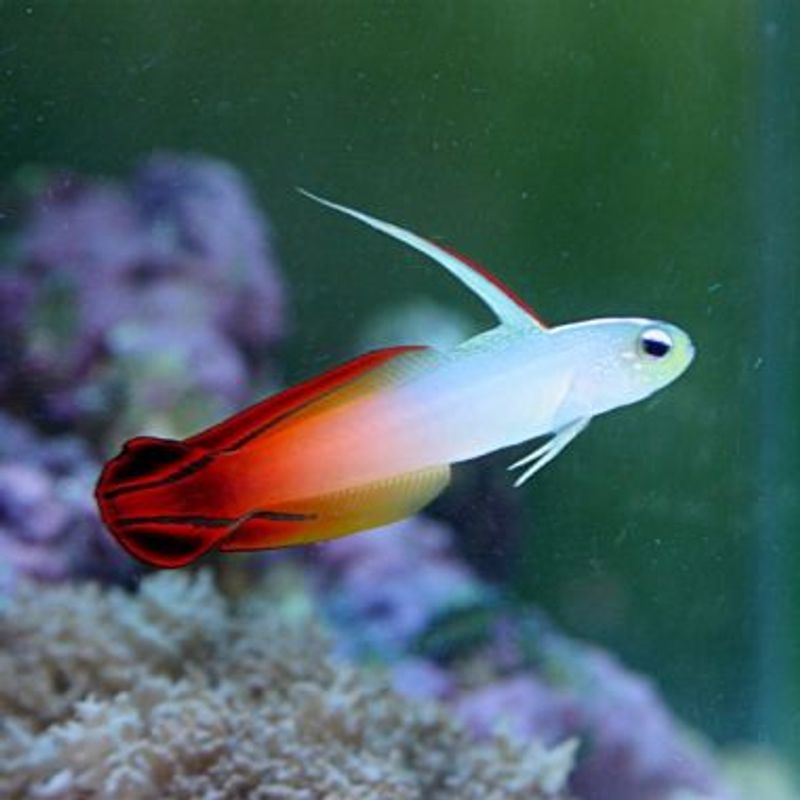 Magnifica Firefish Nemateleotris magnifica