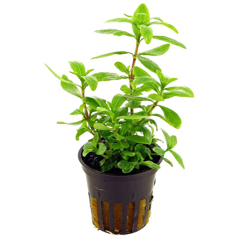 Hygrophila polysperma - Potte