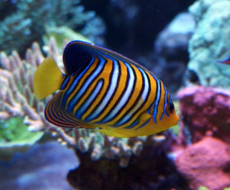 Regal Angelfish (Pygoplites diacanthus) 