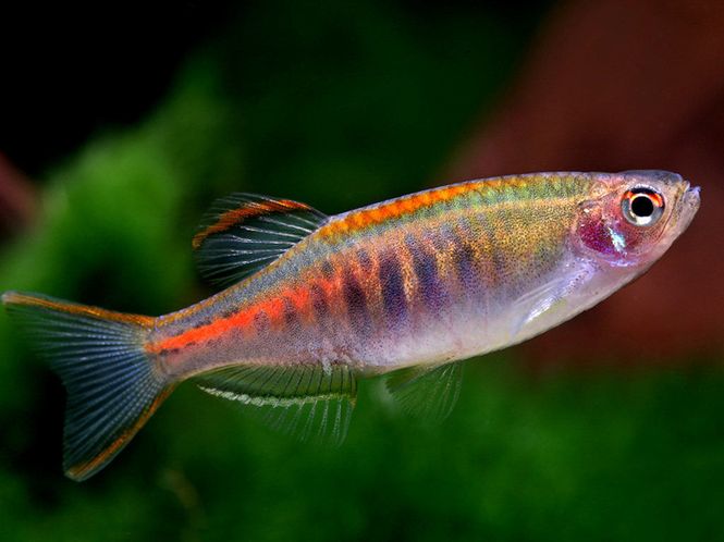 Hovedbilde Danio choprae