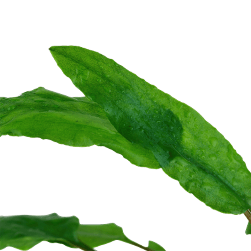 Cryptocoryne wendtii 