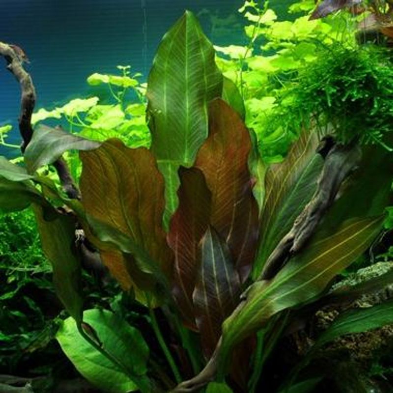 Echinodorus 