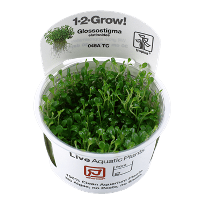 Hovedbilde Glossostigma elatinoides - 1-2 Grow!