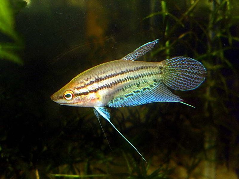 Knurregurami xl / Trichopsis vittatus