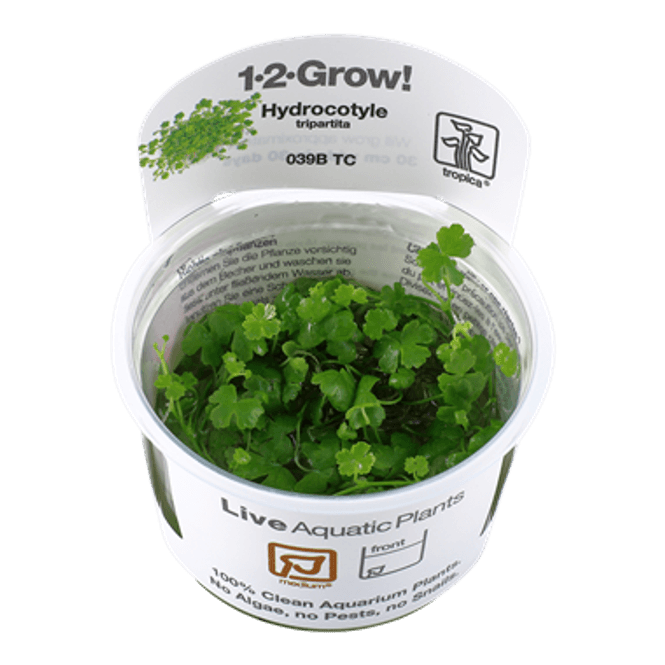 Hovedbilde Hydrocotyle tripartita - 1-2 Grow!