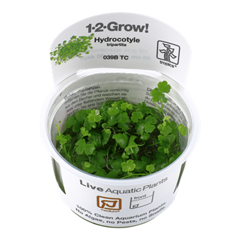 Hydrocotyle tripartita - 1-2 Grow!