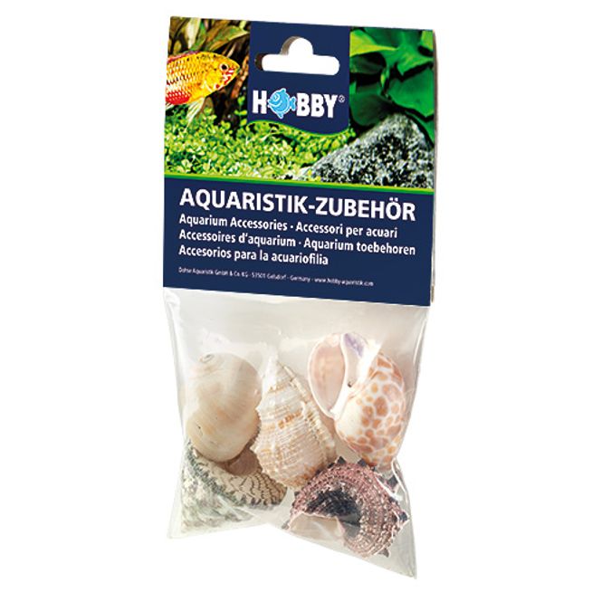 Hovedbilde Hobby Seashell L 4-5cm 5pk