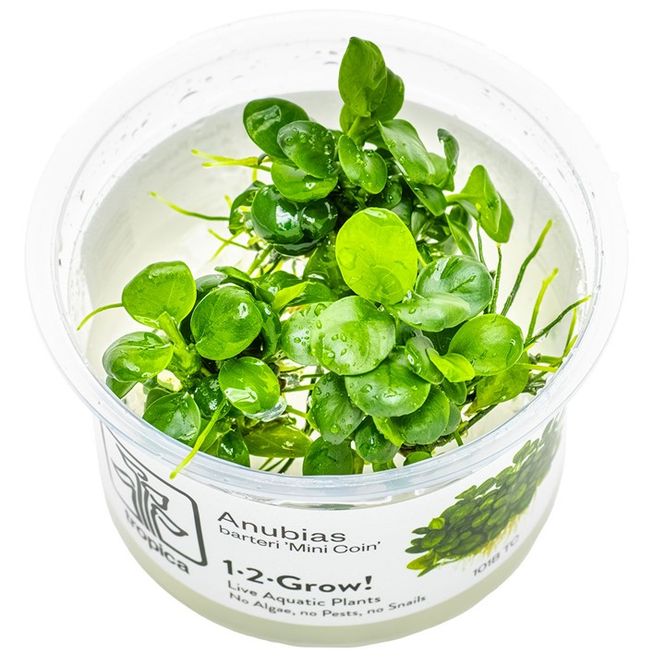 Hovedbilde Anubias barteri