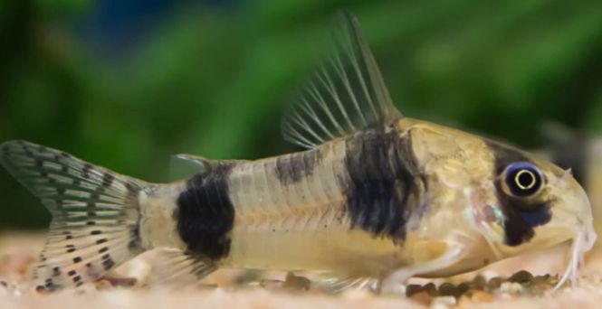 Hovedbilde Corydoras Tucano F1 