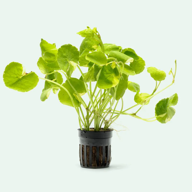 Hydrocotyle leucocephala 