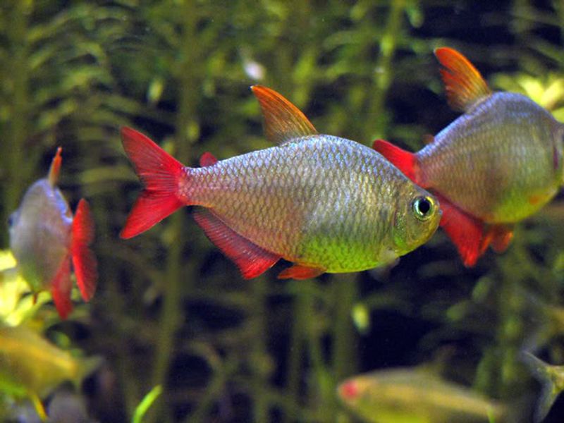 Colombia tetra 