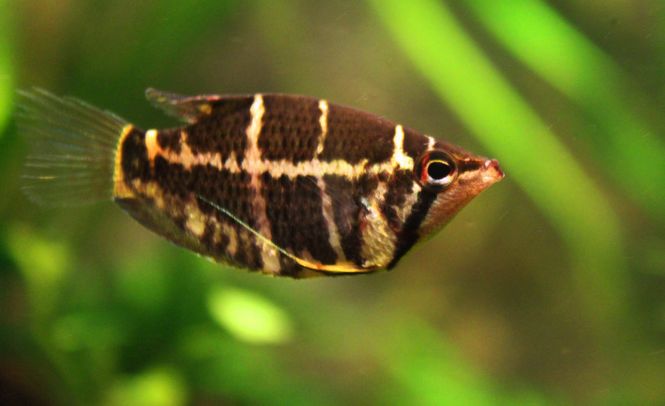 Hovedbilde Sphaerichthys selatanensis Sjokolade Gurami