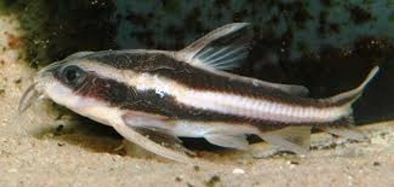 Sjokolade Malle 3-4cm