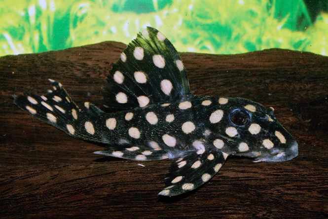 Hovedbilde Hypancistrus Contradens 6-7cm