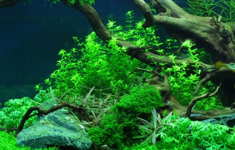 Micranthemum glomeratum -1-2 Grow!