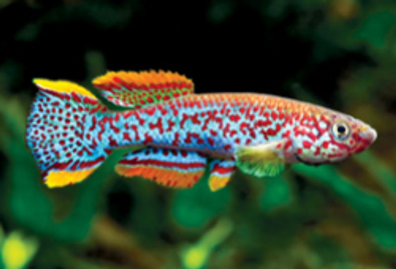 Fundulopanchax gardneri